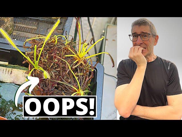 Repotting DROSERA Capensis (Sundews) | 'Cos I FORGOT to WATER them!