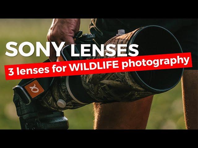 3 Great SONY lenses for Wildlife Photographers