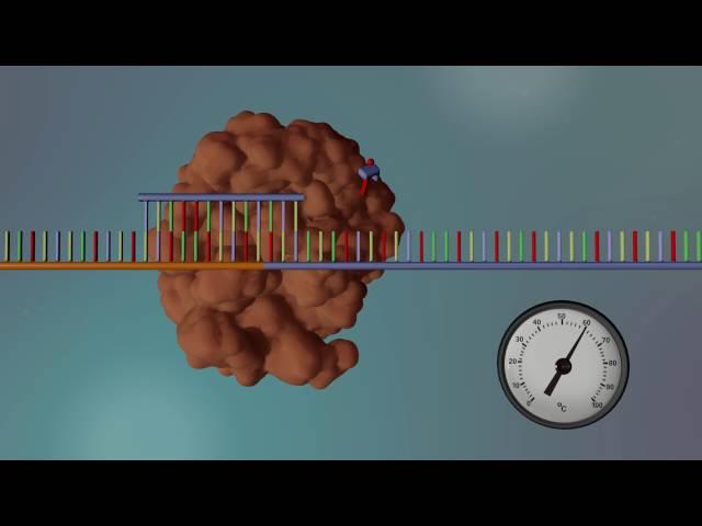 DNA Sequencing - 3D