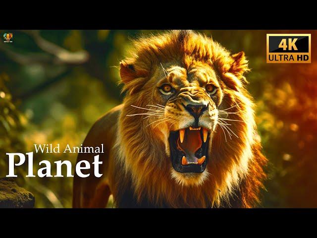 Wild Animal Planet Documentary 4K Video Ultra HD