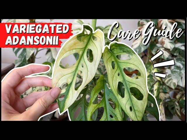 VARIEGATED ADANSONII // Care Guide