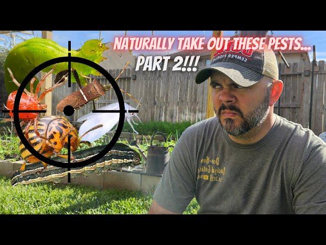 Part 2, Plant These Crops to Attract Natural Predators to Common Garden Pests || DHBG