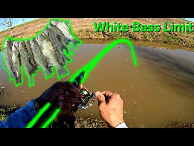 Creek Fishing Madness! Catching a White Bass LIMIT Fast!