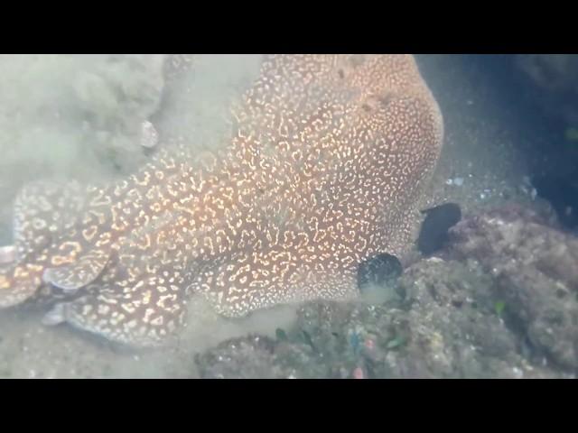 Cape Vidal Snorkeling South-Africa (DANGEROUS ELECTRIC RAY!)