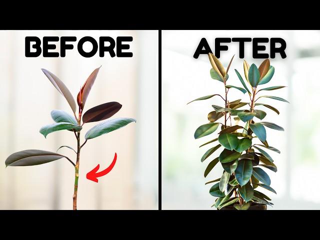 10 Simple Tips For A Super Bushy Rubber Plant