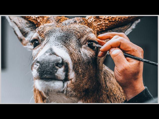 My Biggest Buck is BACK TO LIFE | The Art of Taxidermy