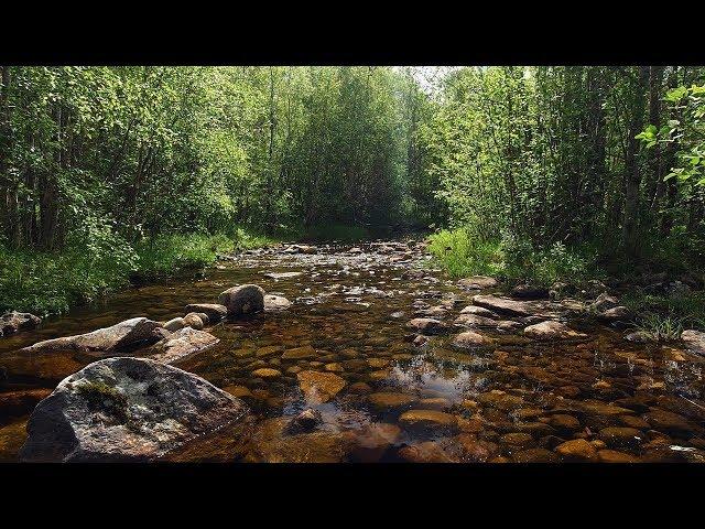 Soothing sounds of birds singing and a stream flowing