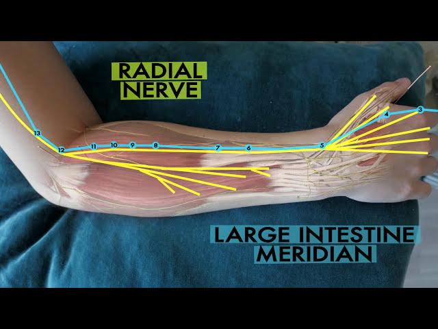 The scientific basis of acupuncture meridians