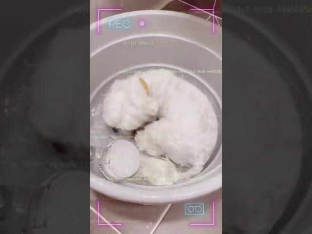 강아지 바캉스 #shorts