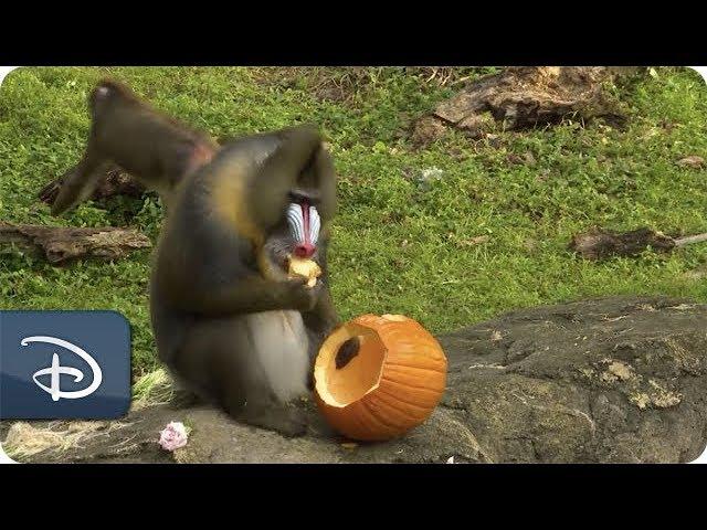 Disney’s Animal Kingdom Celebrates Halloween With Pumpkins