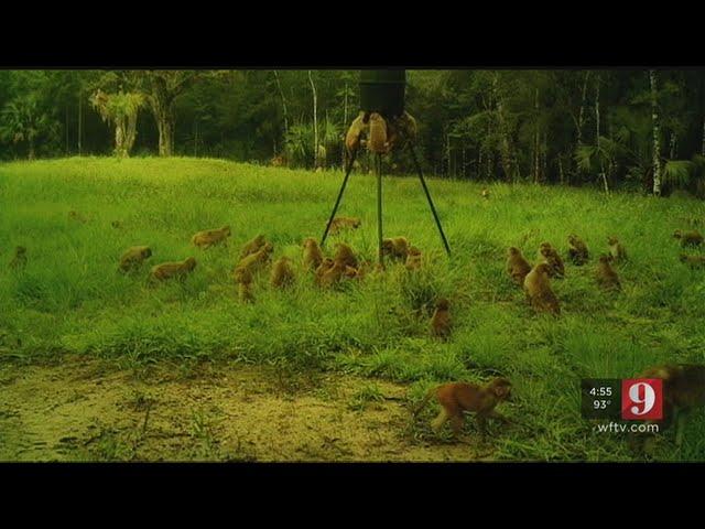 Video: Monkeys swarm Ocala man’s property