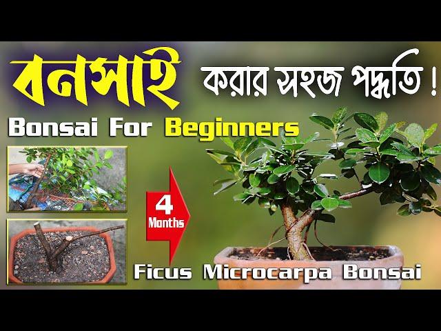 বনসাই গাছ বানানোর সহজ পদ্ধতি ! How to make bonsai tree at home !