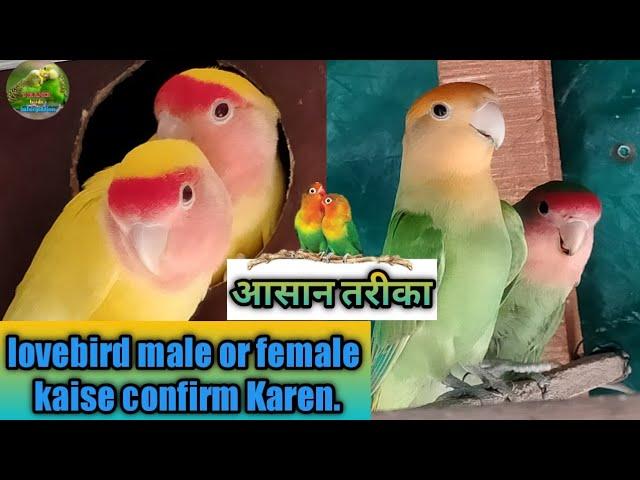 lovebird mein male aur female ki pahchan in hindi || Difference between male and female lovebird