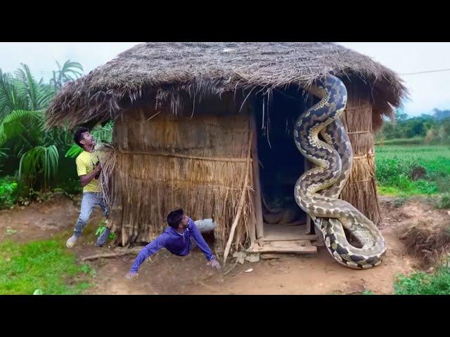 Anaconda Snake Attack Boys In Forest | An Anaconda Snake Attack Brief Story