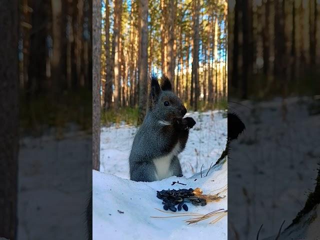 Милашка️️ #squirrel #белка #animals #squirrellove #милота