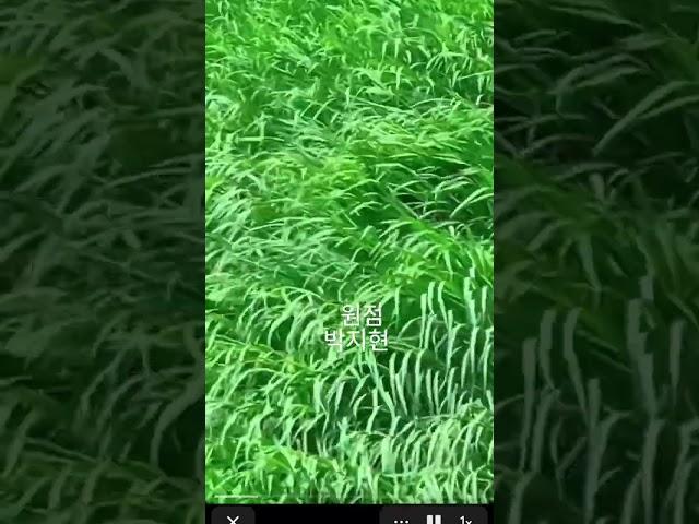 #산책 #식물원 #갈대밭 #박지현 #원점