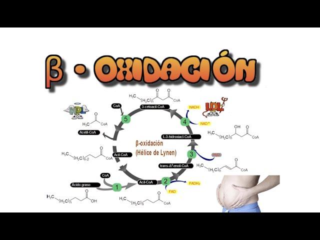 Beta oxidación de ácidos grasos