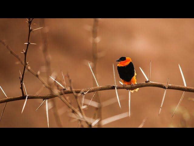 Top 5 Best Budget Lens For Bird Photography