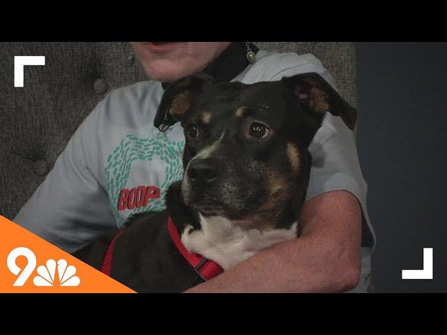 Petline9: Meet Nancy at Maxfund Animal Shelter