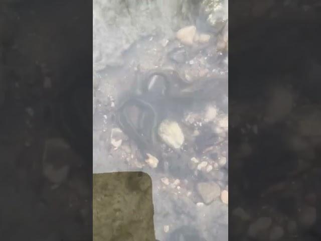 what are these and what are they doing? #fishing #flyfishing
