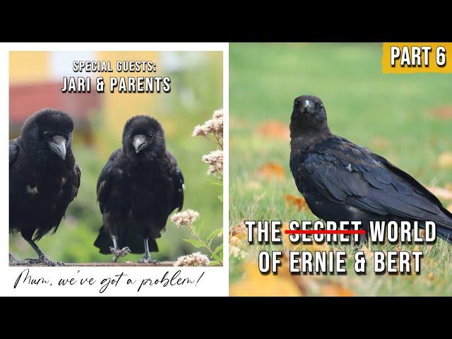 Very Cute! Baby Crows Clash Of Generations - The (Not So) Secret World of Ernie & Bert - PART 6