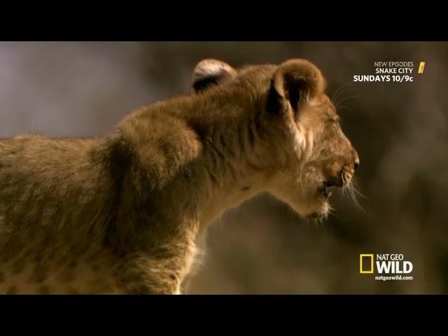 Lion Kingdom S01E03 Blood Rivals