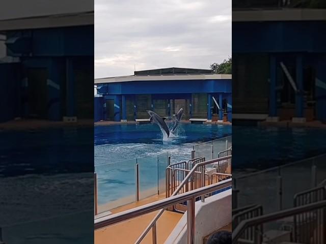 Dolphin show Ocean Park Hong Kong #shorts #viral #video #foryou #youtubeshort #part8