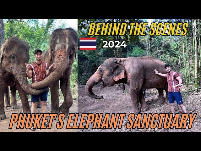 Inside Phuket's LARGEST Elephant Sanctuary! #phuket #thailand