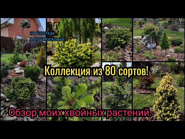 Обзор всех моих хвойных растений. 80 сортов на 6 сотках. Хвойная коллекция