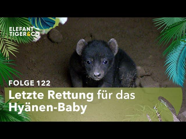 SOS – Land unter im Hyänengehege (Folge 122) | Elefant, Tiger & Co. | MDR