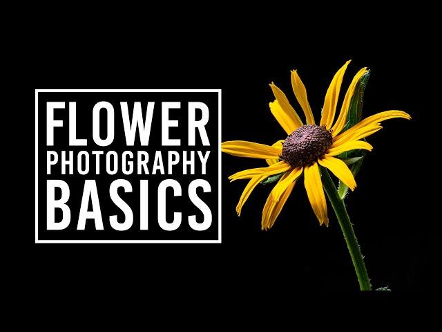 Flower Photography Tips for Beginners & Macro Photography Ideas