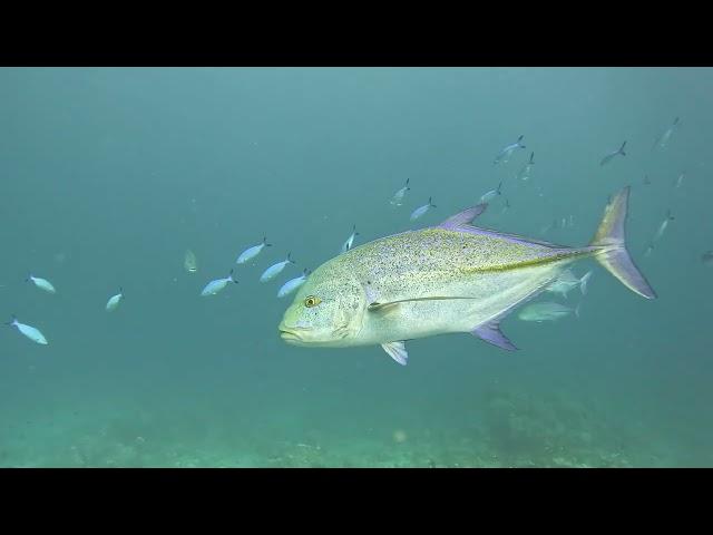 Bluefin trevally and Baitball(2)