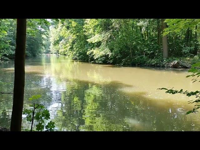 Leipzig Auwald | Tranquil Waters: A Day on the Auwald River