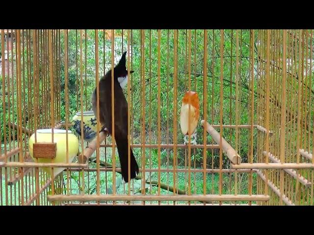 Thailand bird