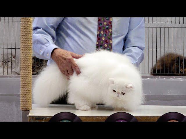 CFA International Show 2019 - Longhair Kitten Class Judging - Persians : Set 1