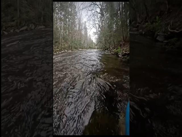 GOLD PROSPECTING #gold #nature #fish #earth #easy