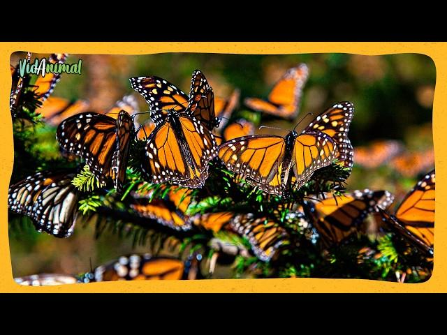LA MARIPOSA MONARCA y su viaje de 5000 km