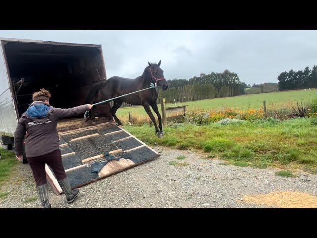 Brining home 7 horses in one day…