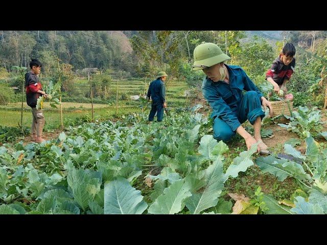 After many days of care, the orphan boy's vegetable garden was harvested and sold at the market.