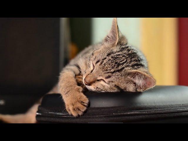 cat status full screen | beautiful cat Whatsapp status | cat status Whatsapp | cat videos | cute cat