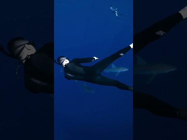 Beyond the Jaws: Fascinating Insights into the Enigmatic World of Sharks#animals #shark #sharks