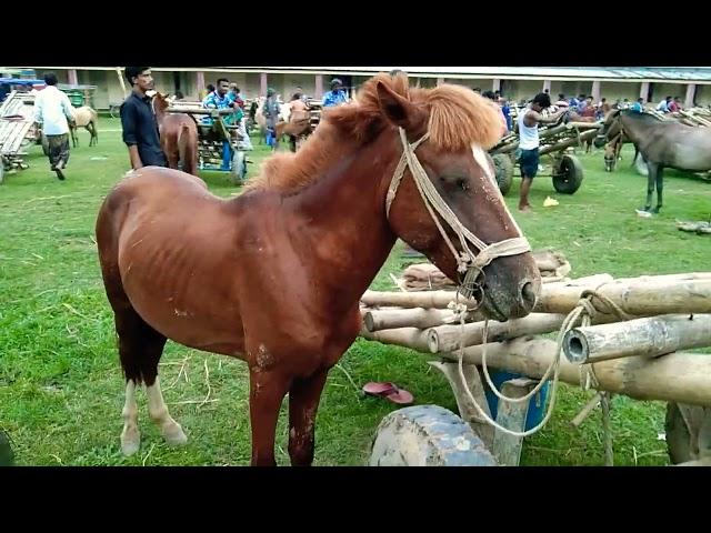 Powerful strong Tatu Horses video horse price in India | Bipul Agro BD 2022