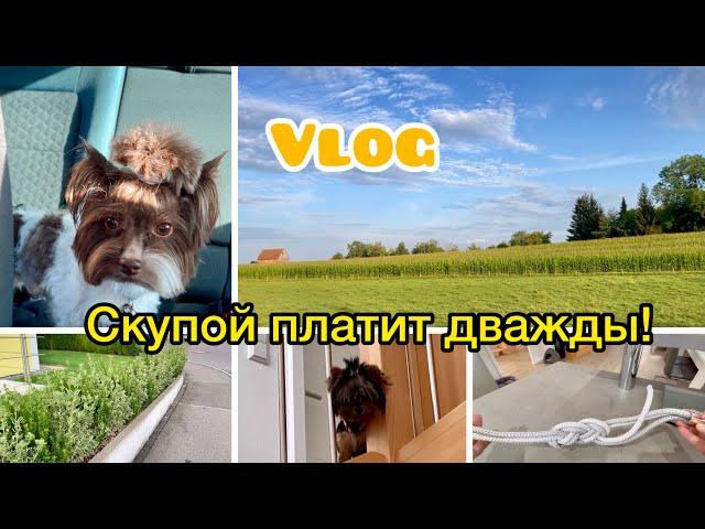 Поездка к ветеринару//Деньги на ветер//Кондиционер спасает от жары#vlog