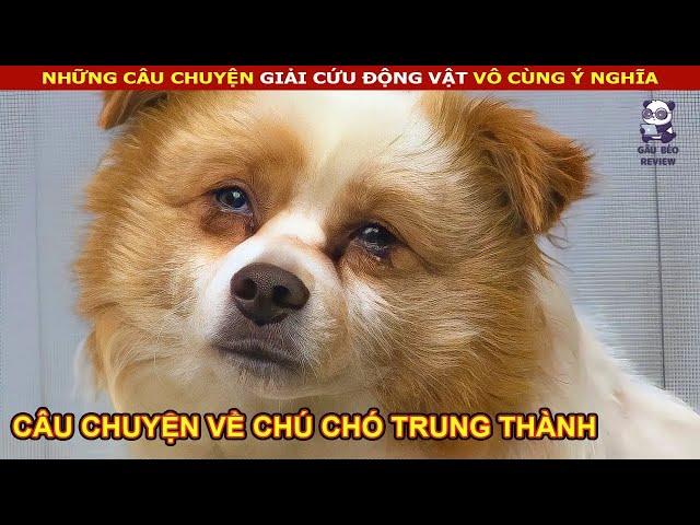 Chú Chó tội nghiệp ở một chỗ đợi chủ đôi mắt gần như mù lòa vì khóc || review Con Người Và Cuộc Sống