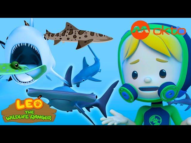 Help the Hammerhead Sharks? They are SCARY!  | Leo Compilation | @mediacorpokto