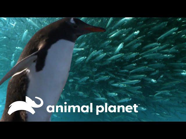 La caza practicada por especies marinas | Supervivencia Salvaje | Animal Planet