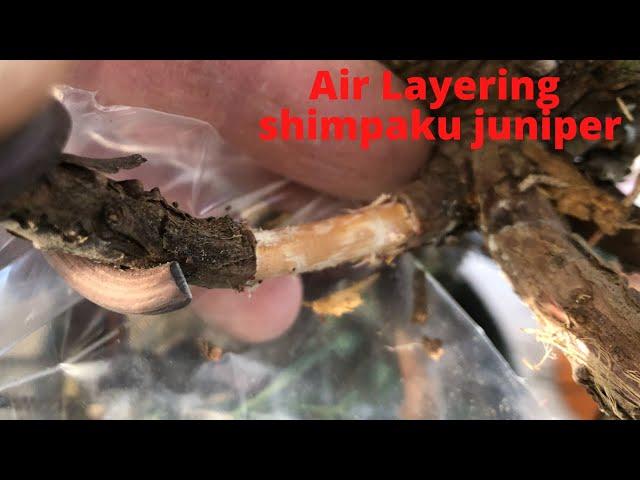 Air layering a shimpaku juniper for bonsai Early spring Five air layers on the one tree Cheap bonsai