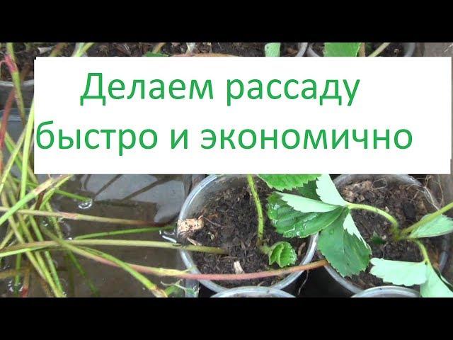 Получение рассады земляники ЭКОНОМИЧНО и БЫСТРО!