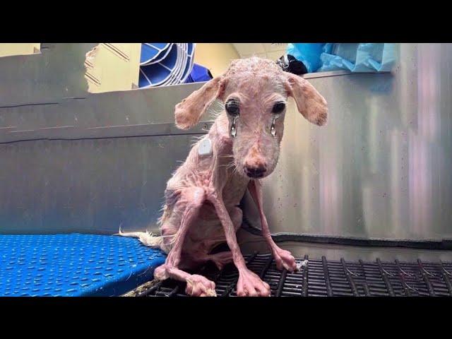 Exhausted and endlessly crying, she lay hopeless, waiting for rescue—a heartbreaking truth behind!