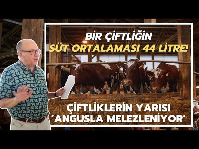 Bir Çiftliğin Süt Ortalaması 44 Litre! / Çiftliklerin Yarısı Angusla Melezleniyor